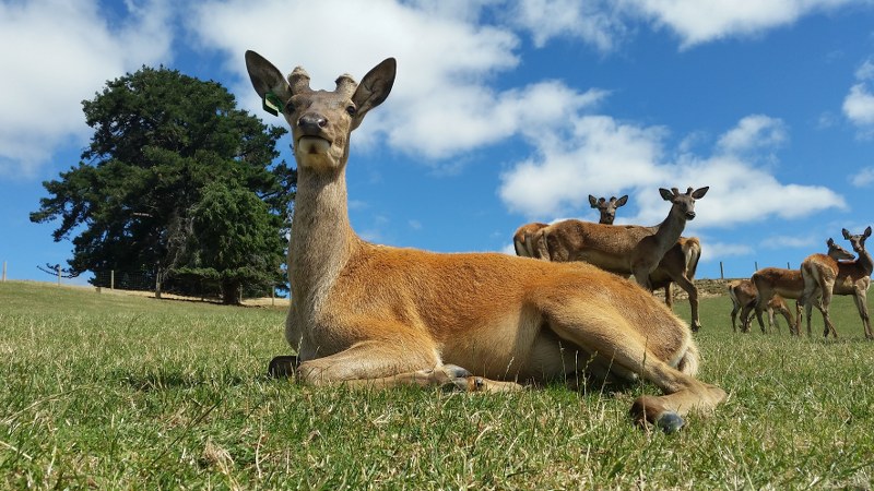 almighty_Aladdin_ruapehu_yearling_stag (143K)