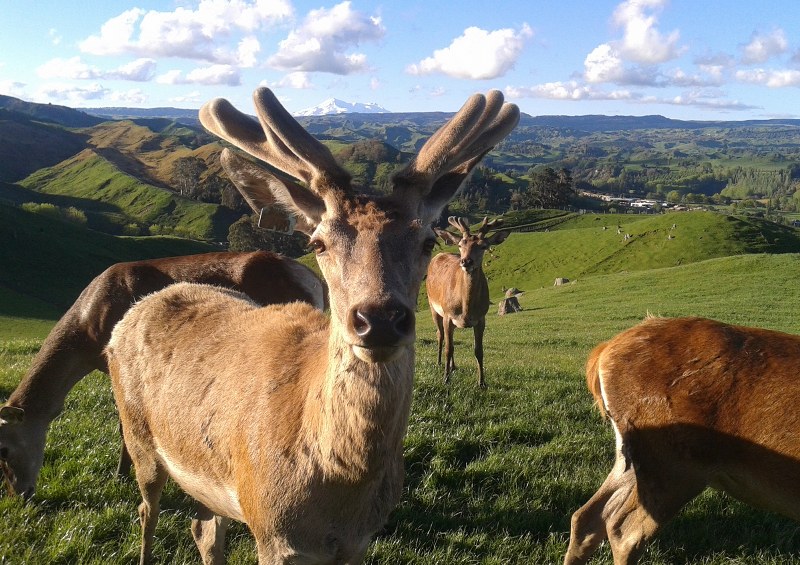 gorgeous_view_of_ruapehu_through_208s_antlers (172K)