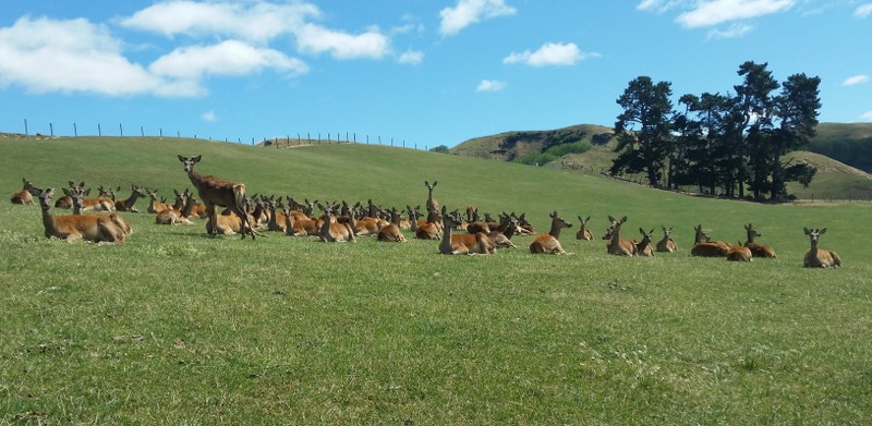 lazy_sunday_at_Ruapehu_red_deer_farm (109K)